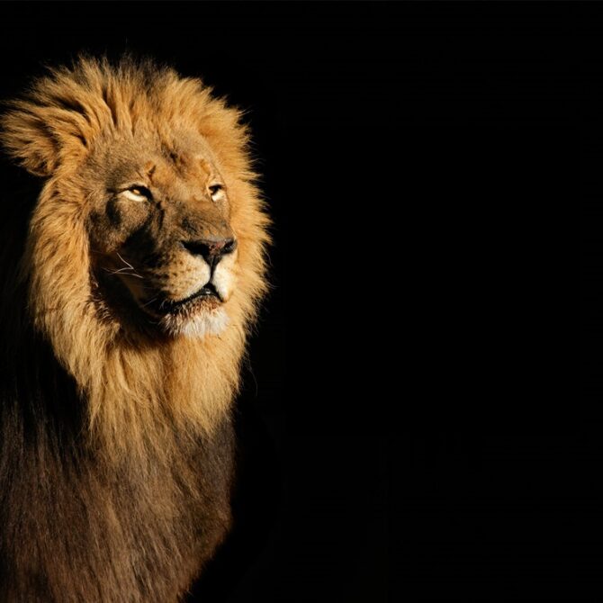 predica-de-nestramutat-vorbitor-cocora-sebastian-flavius